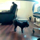 Illustration for article titled This Little Black Dog Isnt Impressed By The Petzi Treat Cam